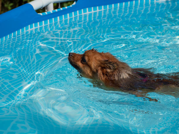 istock Red spitz swims in the pool. 1405269458