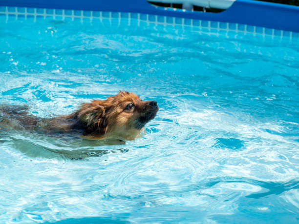 istock Red spitz swims in the pool. 1405269464