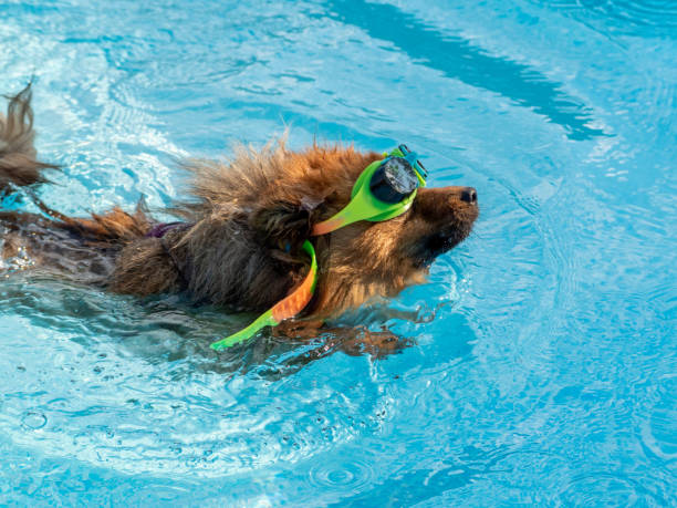 istock Dog in swimming goggles. 1405269479