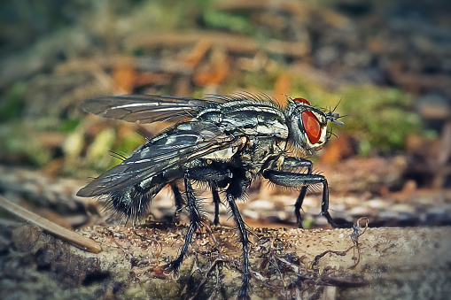 Sarcophaga carnaria Common Flesh Fly Insect. Digitally Enhanced Photograph.