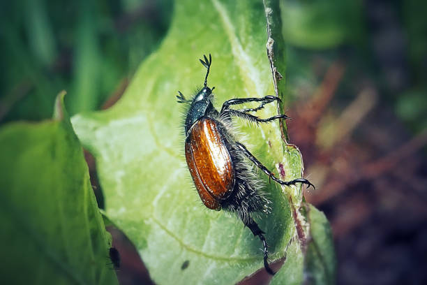 istock Phyllopertha horticola Garden Chafer Beetle Insect 1405269552