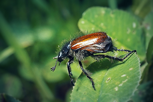 Phyllopertha horticola Garden Chafer Beetle Insect. Digitally Enhanced Photograph.