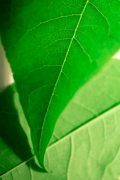 istock Close up on two green leaves. 1405269582
