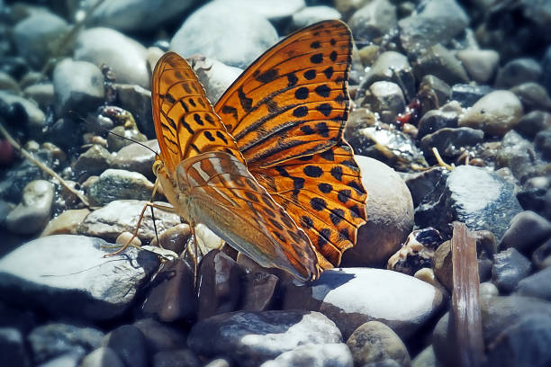 Nymphalidae Butterflies  - Is one of the largest family of butterfly in the Europe