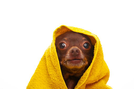 image of toy terrier puppy yellow towel white background studio