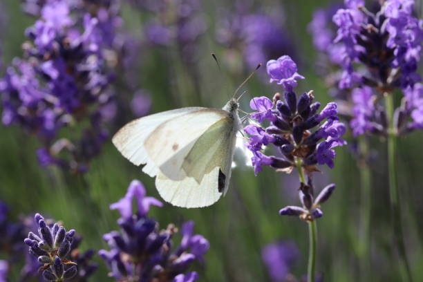 istock a white pieris rapae sits at a purple lavender flower closeup 1405272813
