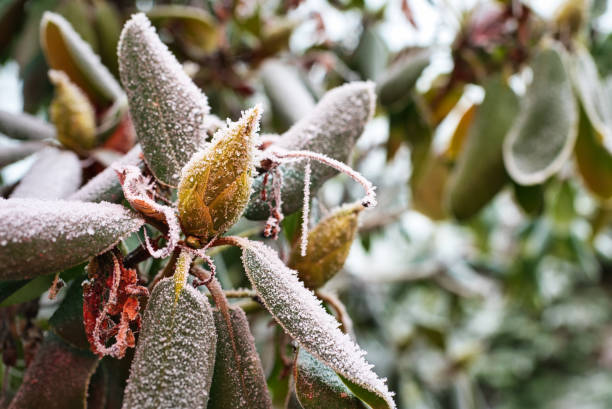 Selective focus shot of a Rhododendron cinnabarinum plant covered with ice in the garden A selective focus shot of a Rhododendron cinnabarinum plant covered with ice in the garden rhododendron cinnabarinum stock pictures, royalty-free photos & images