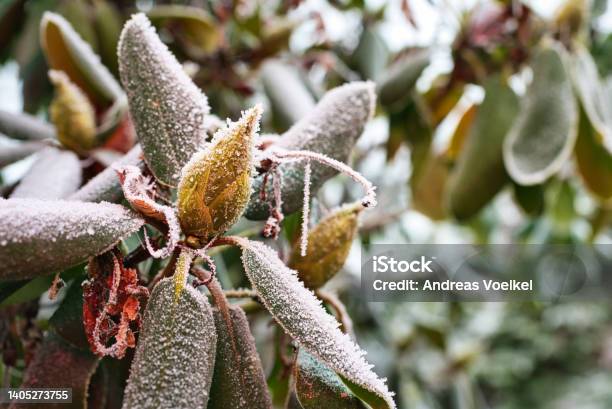 Selective Focus Shot Of A Rhododendron Cinnabarinum Plant Covered With Ice In The Garden Stock Photo - Download Image Now