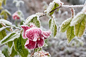 Selective focus shot of a frosted rosen covered with snow in the garden on a winter day