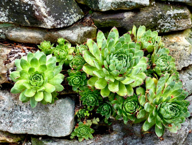 Shade-Loving Wonders: Plants That Thrive Under Trees