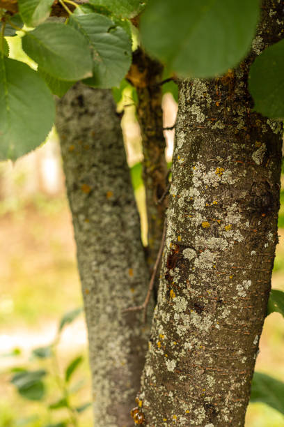 The trunk of a cherry tree covered with lichens close-up.