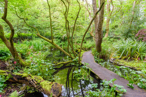 деревянная дорожка над прудом в лесном саду. - woodland trail woods forest footpath стоковые фото и изображения