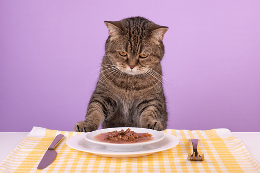 A funny cat sits at a white table served with cat's food on a plate\