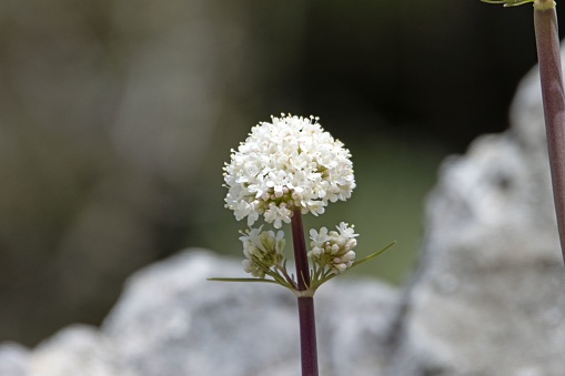 Flower of a Dioscorides Valerian plant, Valeriana dioscorides