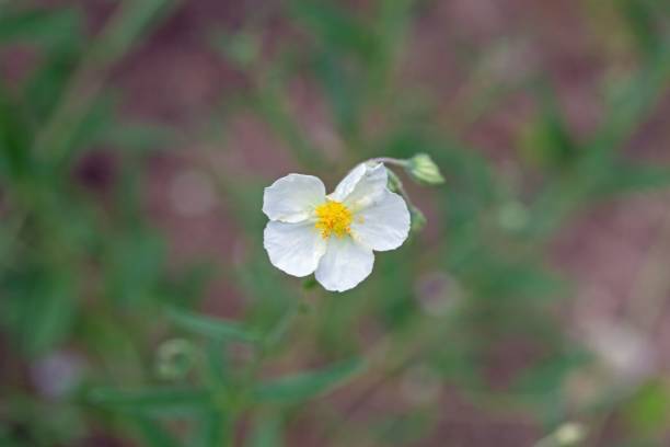 istock Laurel leaf cistus, Cistus laurifolius 1405276814