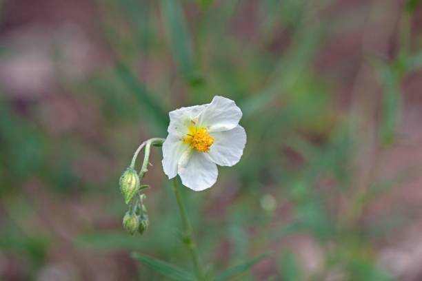 istock Laurel leaf cistus, Cistus laurifolius 1405276904
