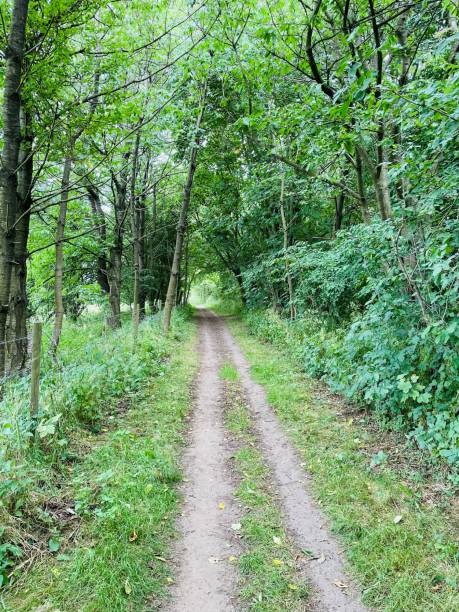 istock Woodland Tracks 1405277739