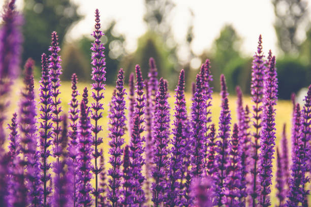 istock Summer background blooming catnip 1405279164