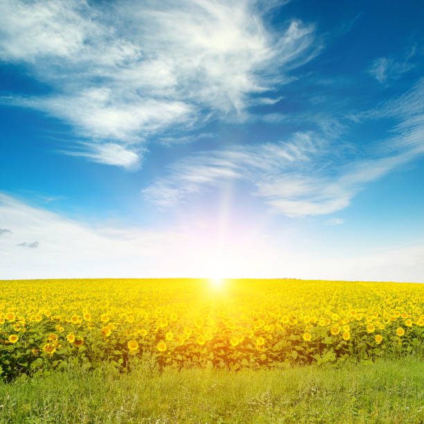 istock Sunrise over sunflower field. 1405279550