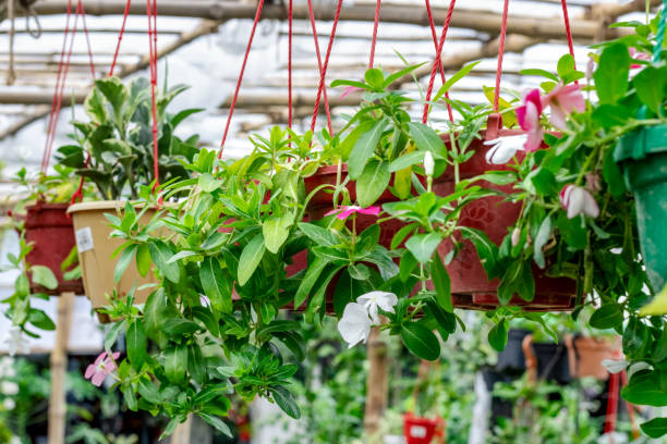 istock Decorative plants with flower hanging inside of a nursery 1405280394