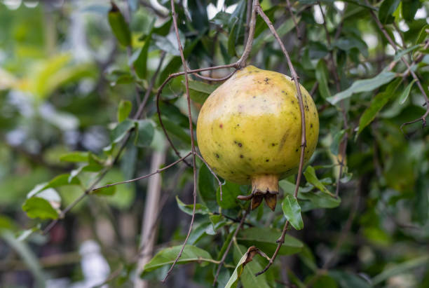 istock Fresh pomegranate fruit hanging on a branch in the garden with copy space 1405280422