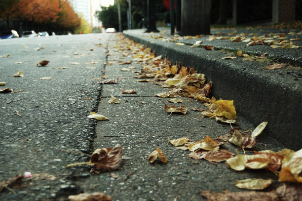 istock Alberni Street Leaves 1405283125
