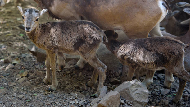 istock Baby Cyprus mouflon close up 1405283214
