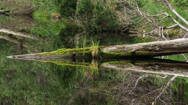istock Wild lake in the Black Forest with tranquil water surface reflecting a fallen tree trunk, Black Forest, Germany 1405284281