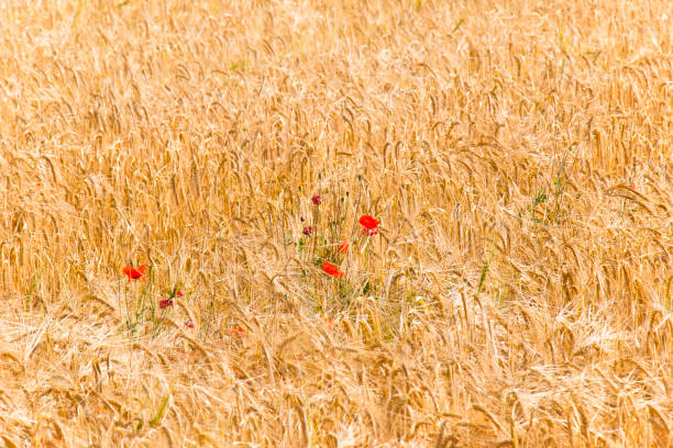 Golden yellow barley field with some wild poppies.