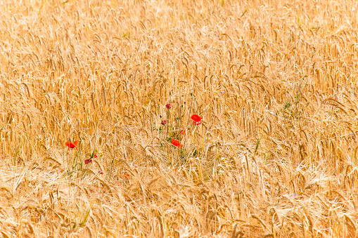 Macro picture of red poppies on a background of wheat ears on sunrise