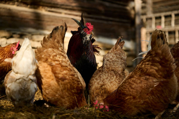 istock Organic farm, a rooster among hens 1405285339