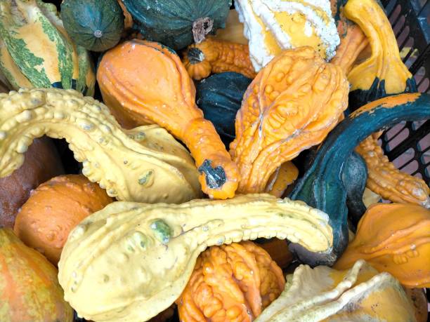 istock Cucurbita moschata Duchesne, small, colorful and oddly shaped pumpkins. 1405285396
