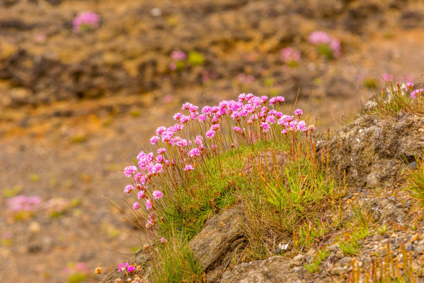 Sea Thrift wildflowers (Armeria maritima), aka sea pink, on ocean-side rocks at Depoe Bay , on the Oregon coast, photographed in spring.