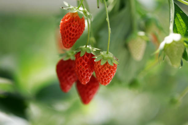 strawberry in the garden
