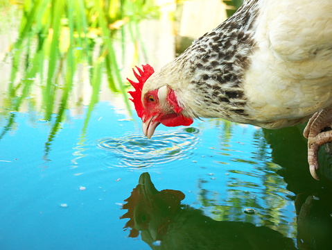 Beautiful photo of a white hen drinking from a pond
