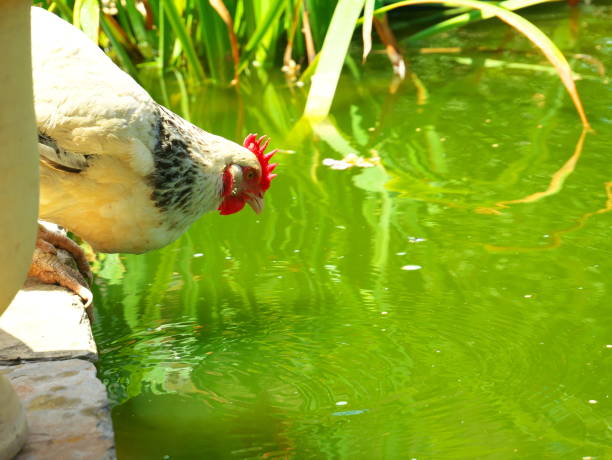Beautiful photo of a white hen drinking from a pond
