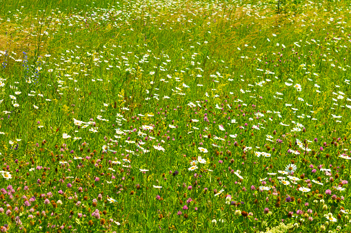 The field blooms with different wildflowers on a sunny day.