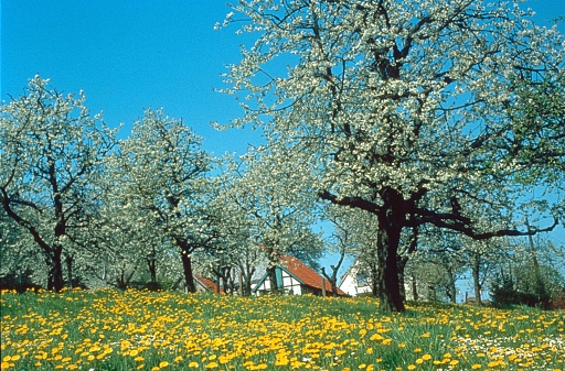 Bavaria, Germany, 1979. Blossoming fruit trees on a blossoming meadow.