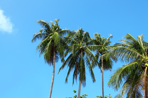 Palm trees over sunny blue sky in Thailand