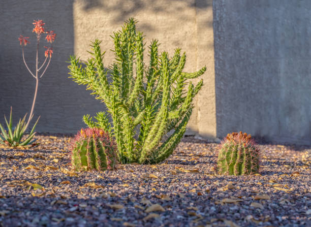 庭の屋外でサボテンの植物 - western expansion ストックフォトと画像