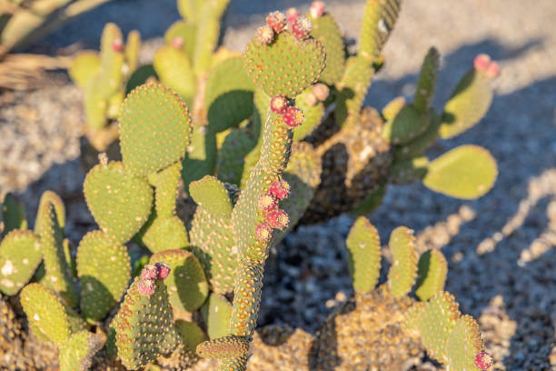 A prickly pear cactus plant outdoors. Succulents growing in an arid climate. Shallow focus on one of the red sprouts at the center.
