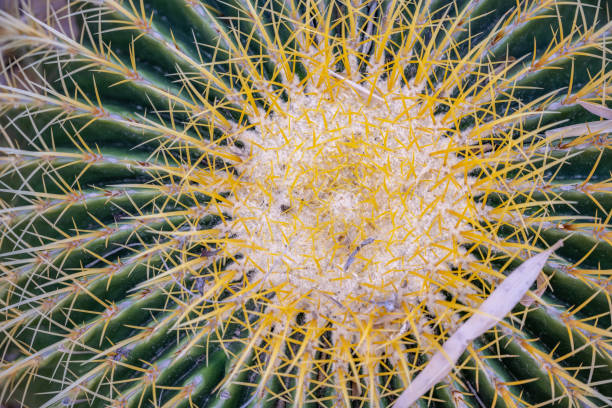 close up macro shot of a cactus plant. - inzoomen stockfoto's en -beelden