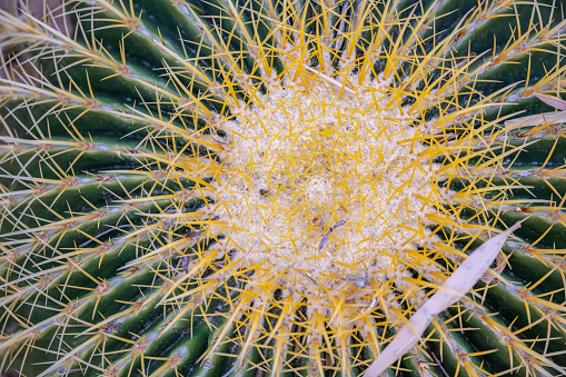 Close up macro shot of a cactus plant growing outdoors.