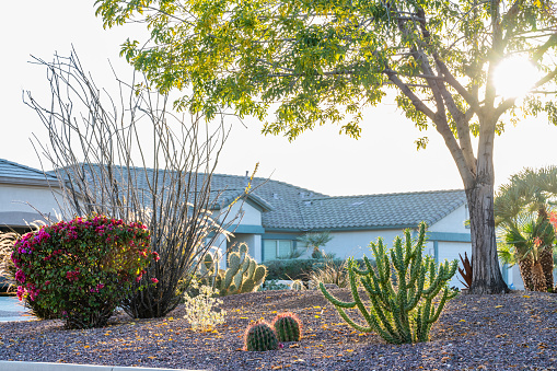 Chandler, AZ - December 17,2021: A beautiful xeriscape lawn with cactus plants, in a suburb neighborhood.