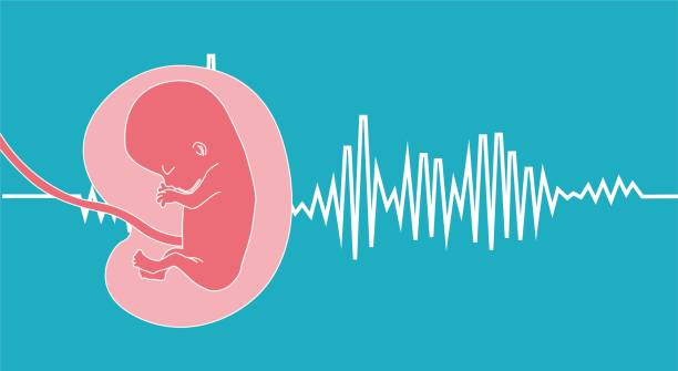 pregnant fetus Heartbeat sounds that a healthy fetus should have, Here is a vector file that splits all elements baby heart rate stock illustrations