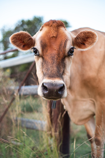 portrait of a jersey dairy house cow