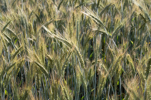 A green cornfield in June in Bavaria. The sun shines against the light through the almost ripe ears of corn. The ears are filigree