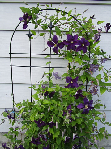 Clematis on wall rack