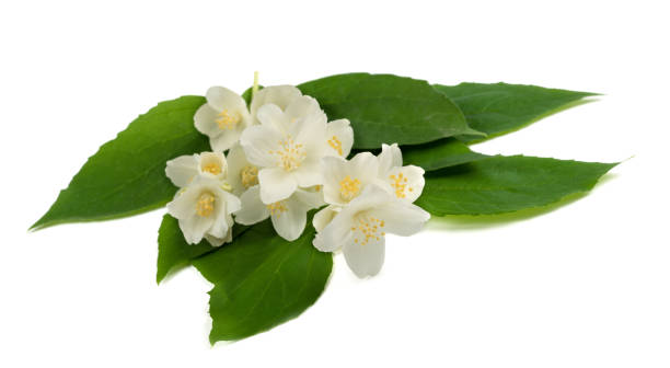 istock English dogwood flowers 1405297933