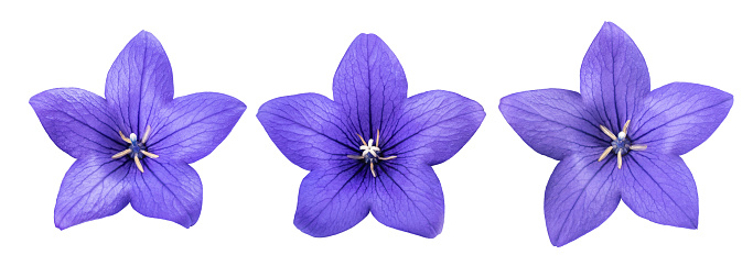 Viola plant violet flower in blossom arrangement isolated with copy space